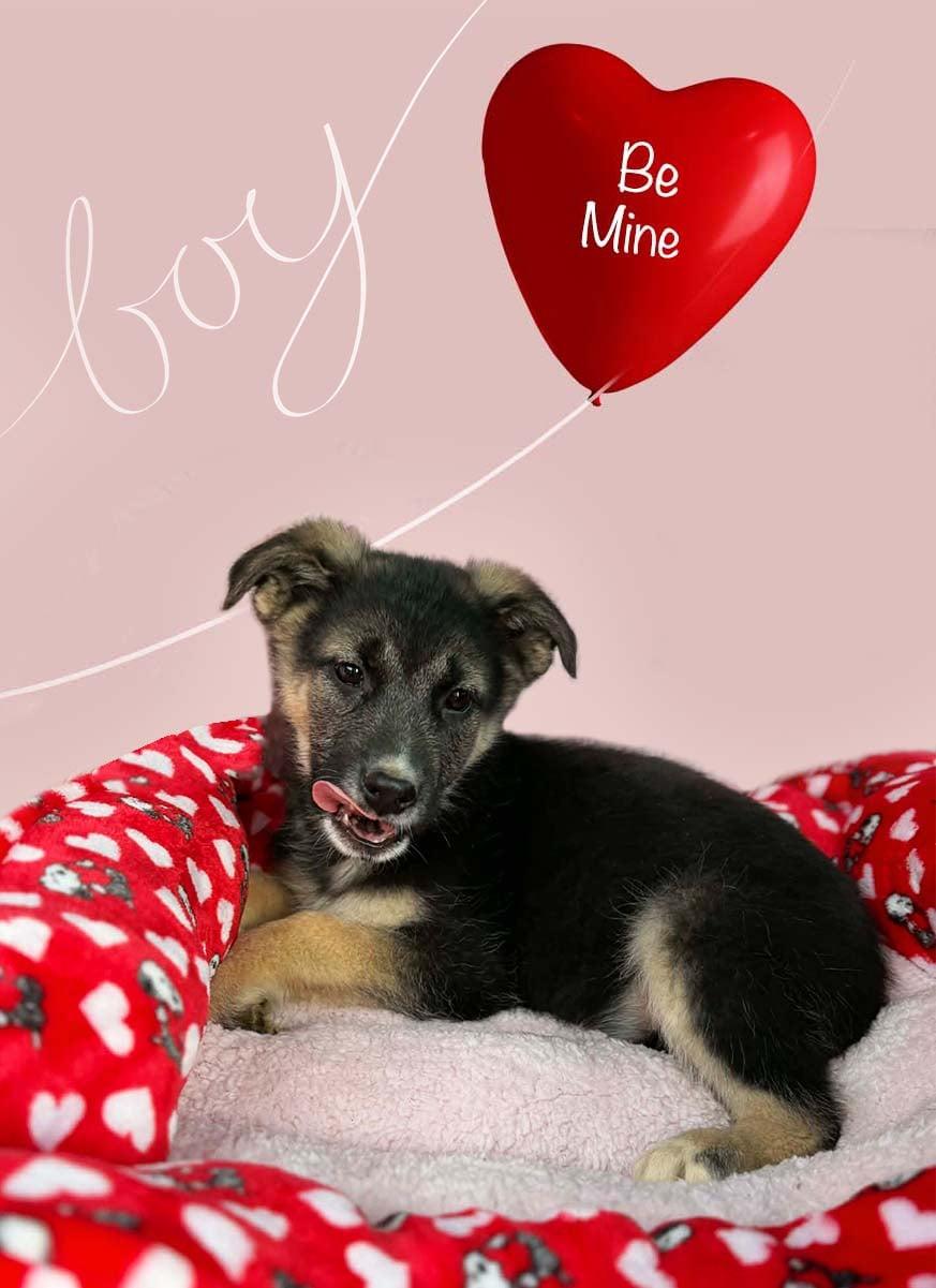 Atlas, ADOPTABLE, Puppy Male German Shepherd Dog.