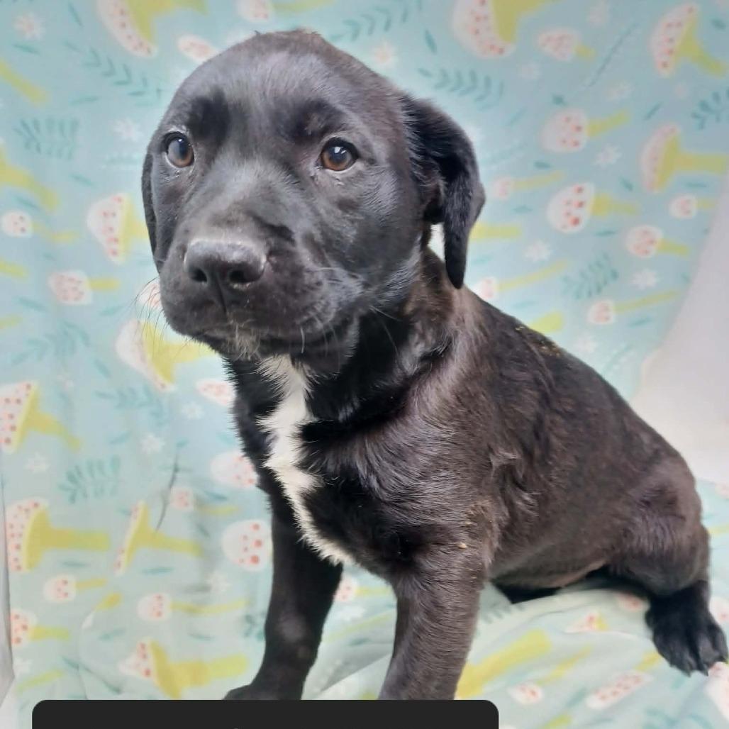 Petunia, Adoptable, Puppy Female Mastiff & Labrador Retriever.