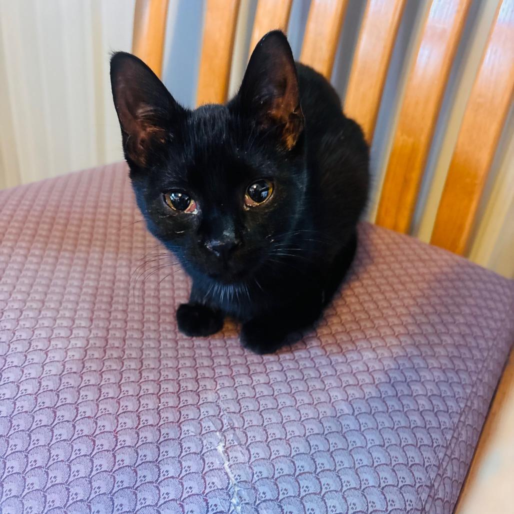 Enlarge Venus, a Adoptable Domestic Short Hair in Marion, IL image 1/1