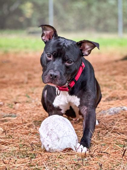Enlarge Carbon, a Adoptable mixed breed in Jamestown, NY image 3/3