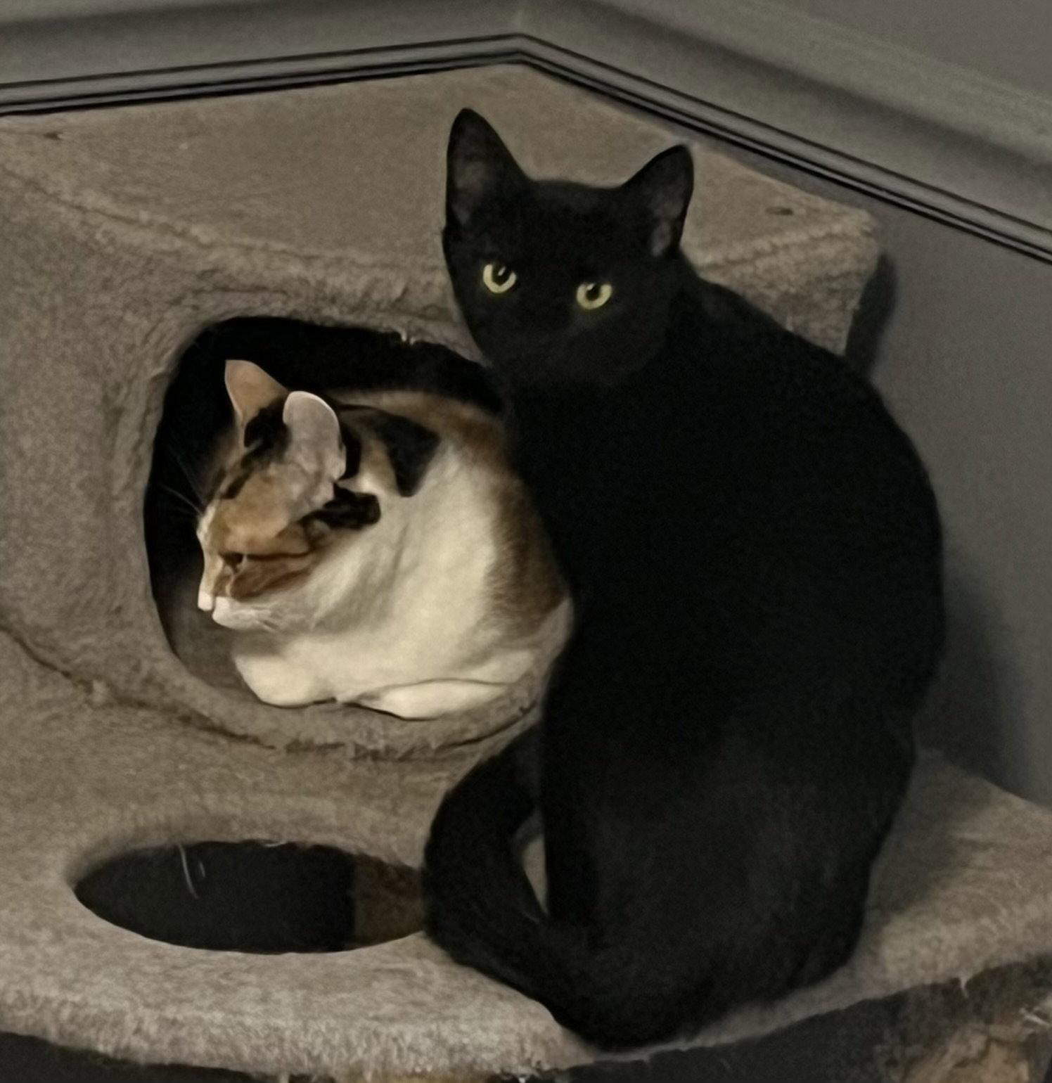 Oolong, Adoptable, Young Female Domestic Short Hair.