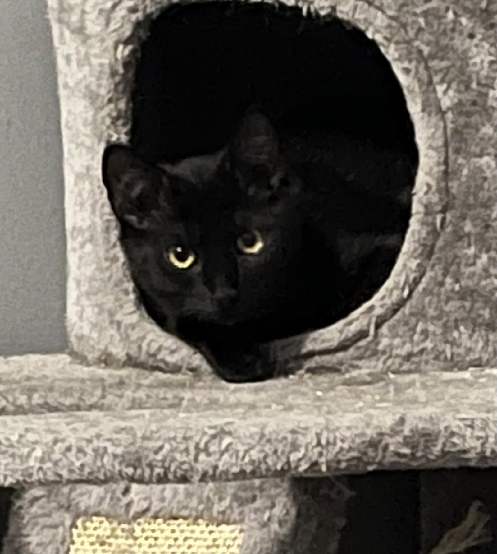 Enlarge Oolong, a Adoptable Domestic Short Hair in Lexington, SC image 2/2