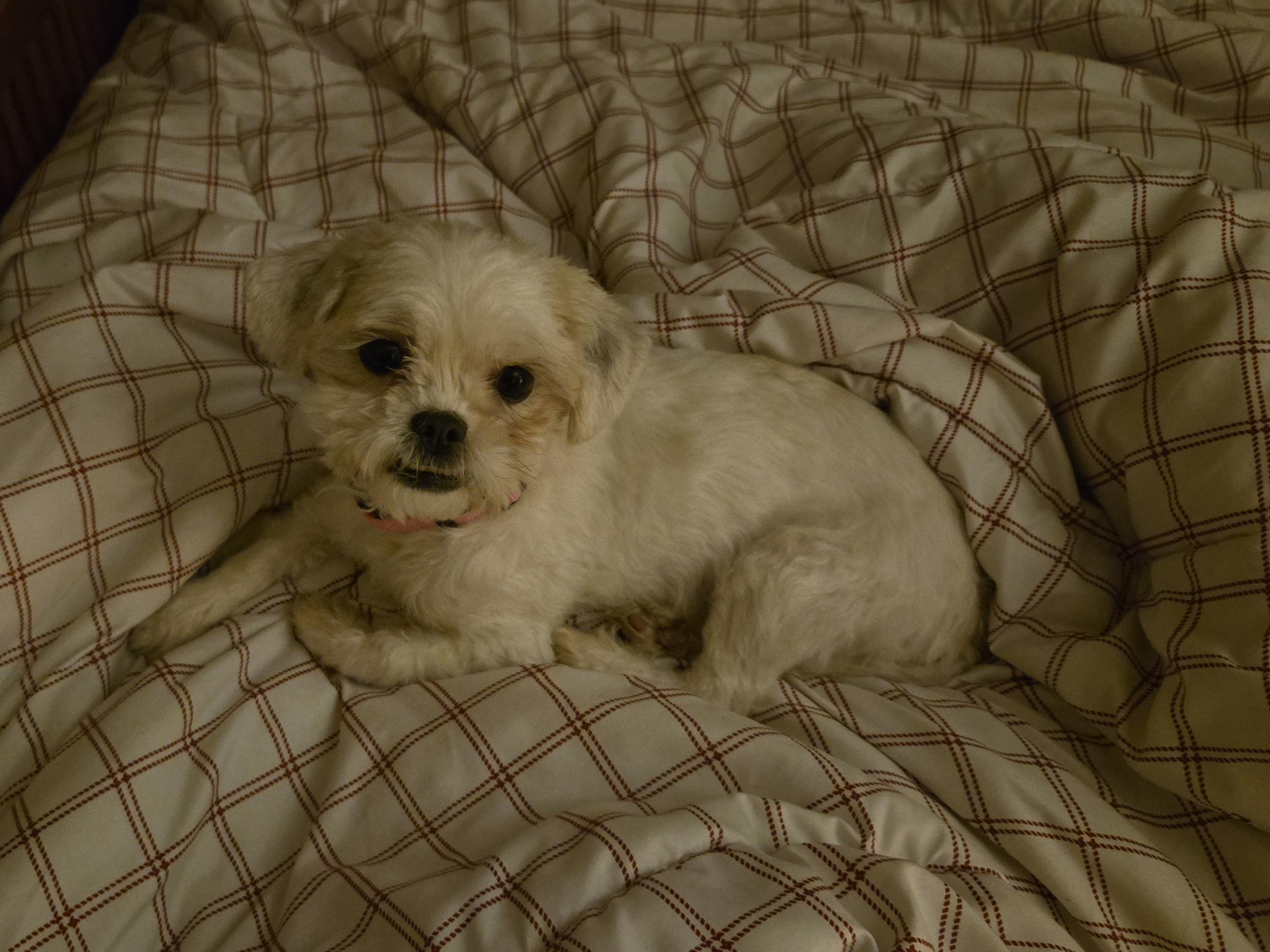 Enlarge Aggie, an adopted mixed breed in Chicago, IL image 2/5