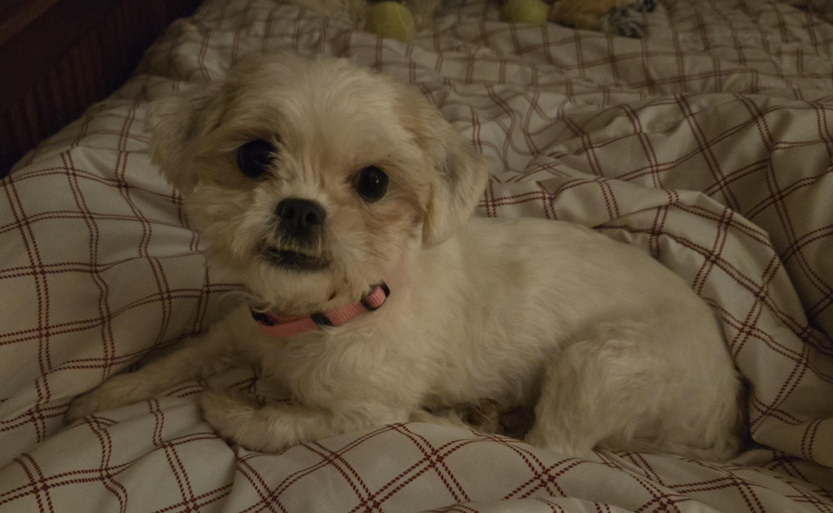 Enlarge Aggie, an adopted mixed breed in Chicago, IL image 3/5