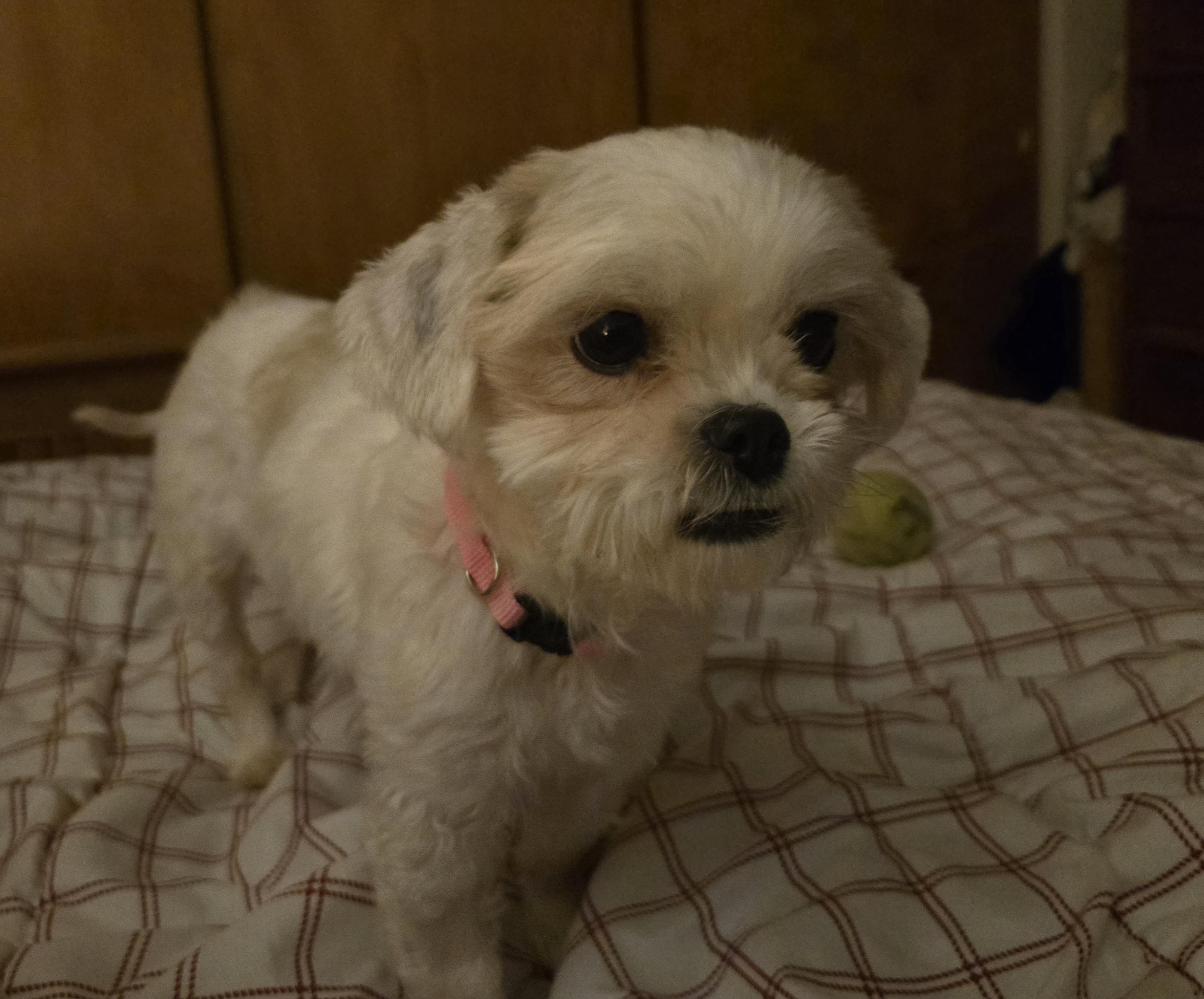 Enlarge Aggie, an adopted mixed breed in Chicago, IL image 4/5