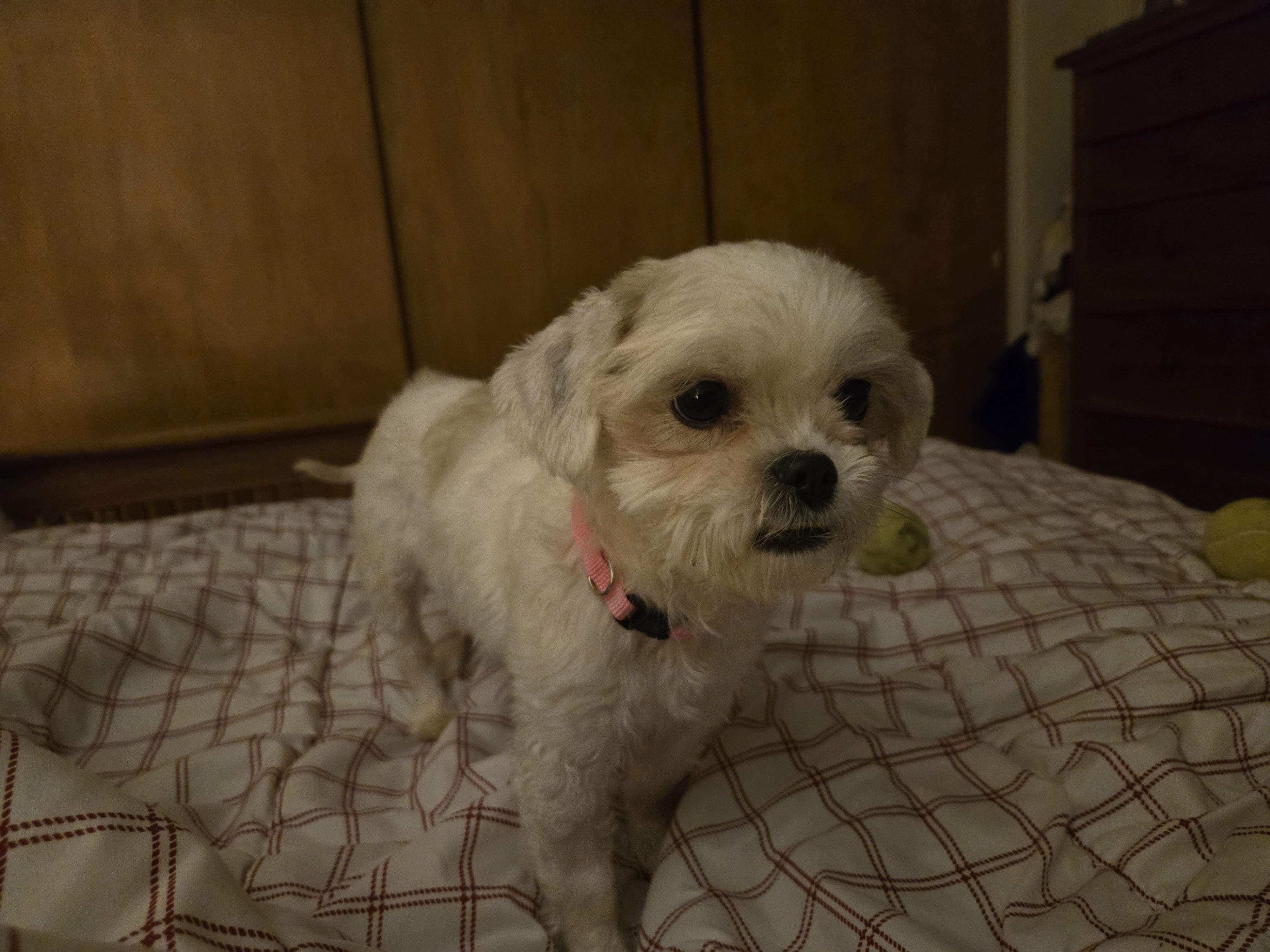 Enlarge Aggie, an adopted mixed breed in Chicago, IL image 5/5