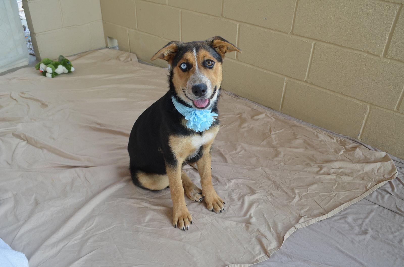 Enlarge Anastasia, a Adopted Shepherd in McKinney, TX image 1/3