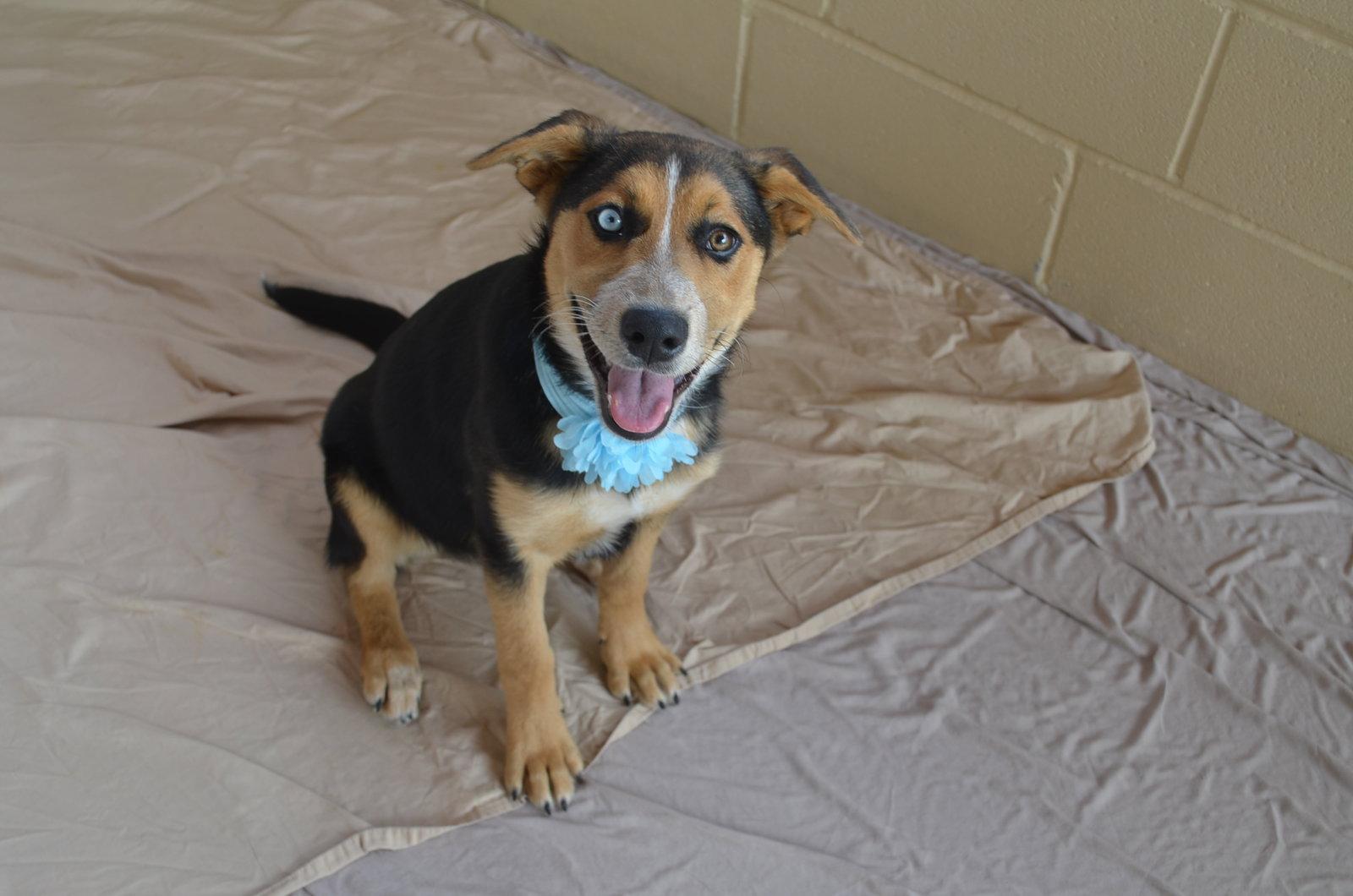 Enlarge Anastasia, a Adopted Shepherd in McKinney, TX image 2/3