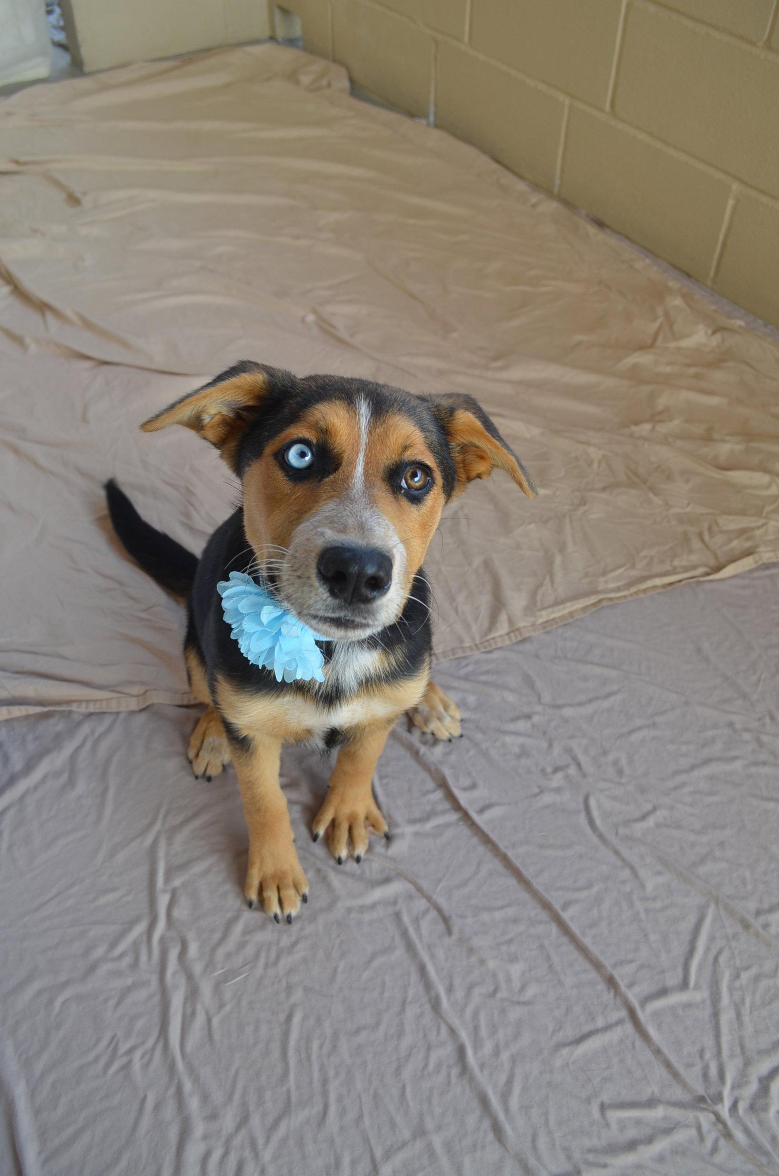 Enlarge Anastasia, a Adopted Shepherd in McKinney, TX image 3/3