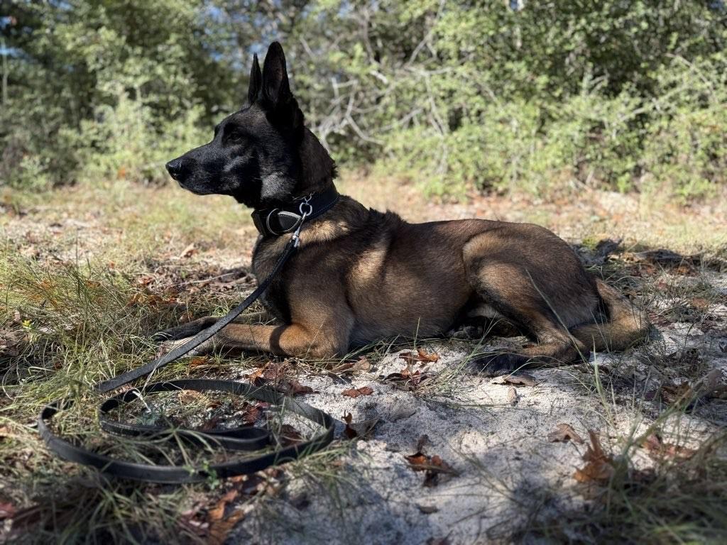 Enlarge Goose, a Adoptable Belgian Shepherd / Malinois in San Antonio, TX image 3/6