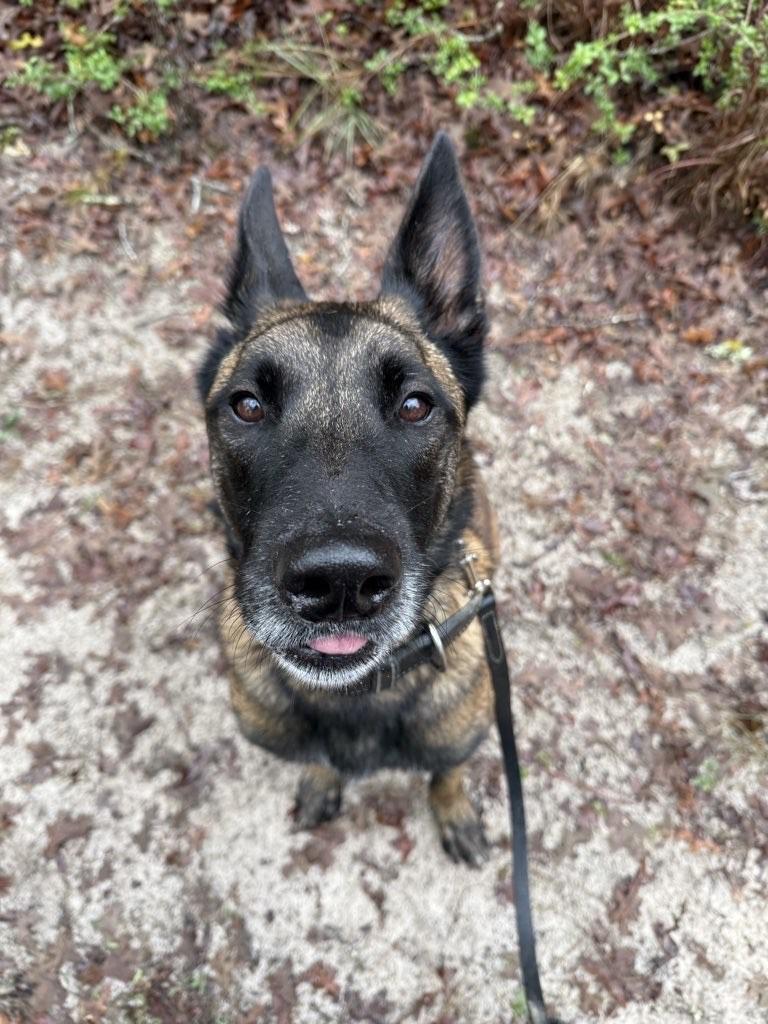 Enlarge Goose, a Adoptable Belgian Shepherd / Malinois in San Antonio, TX image 6/6