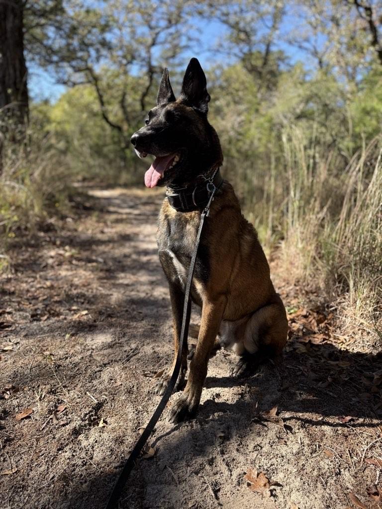 Enlarge Goose, a Adoptable Belgian Shepherd / Malinois in San Antonio, TX image 5/6