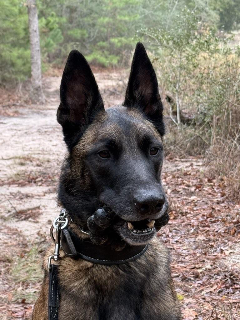 Enlarge Goose, a Adoptable Belgian Shepherd / Malinois in San Antonio, TX image 4/6