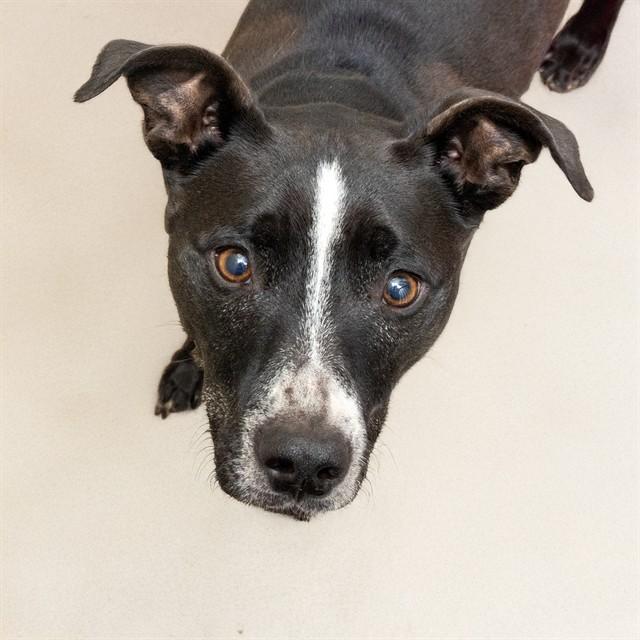 CAIDEN, Adoptable, Adult Male Pit Bull Terrier & Mixed Breed.