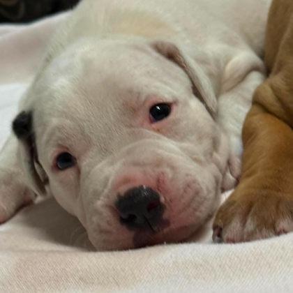 Enlarge Casserole, a Adoptable Mixed Breed in North Charleston, SC image 1/1