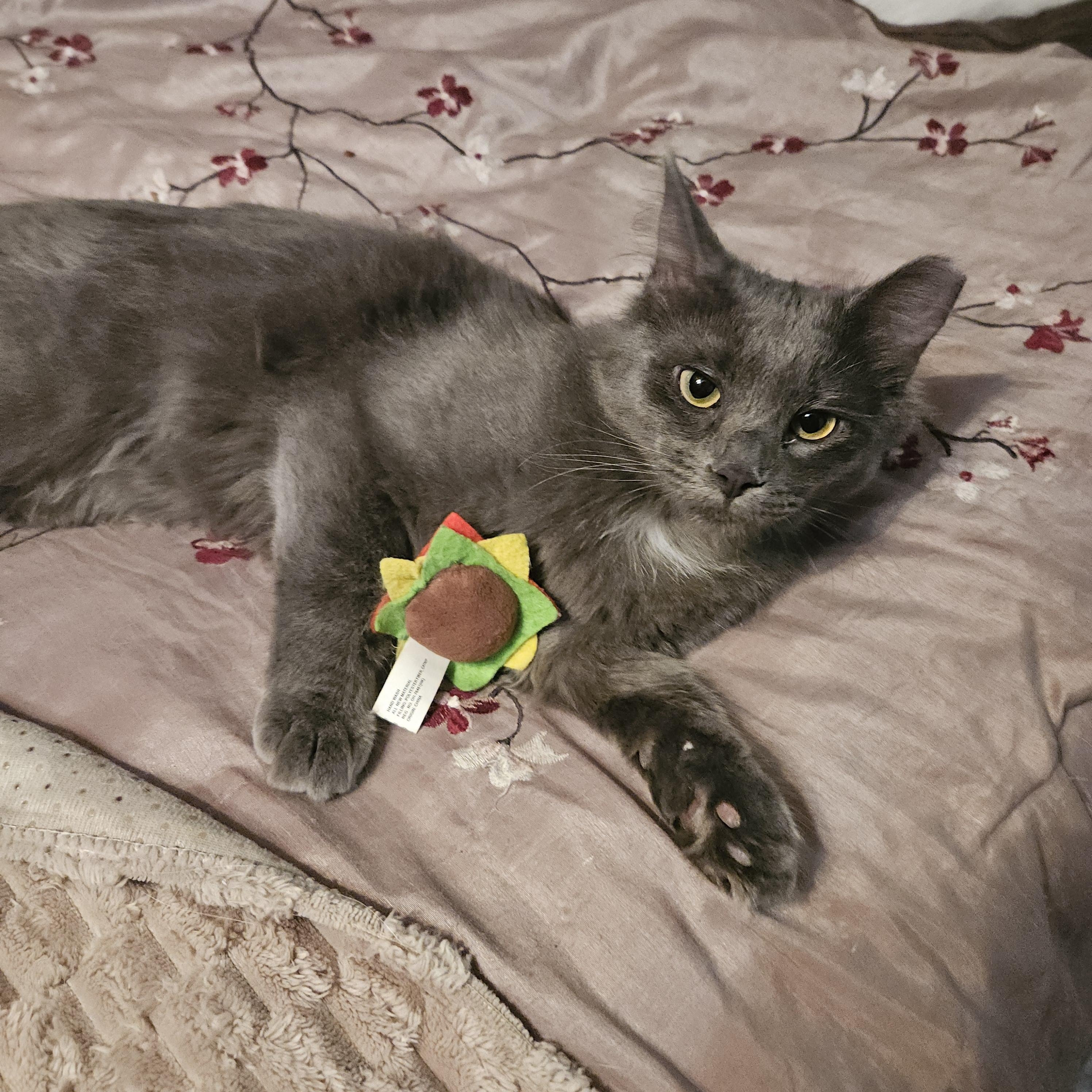 Grey, an adoption pending mixed breed in Atlanta, GA image 5/6