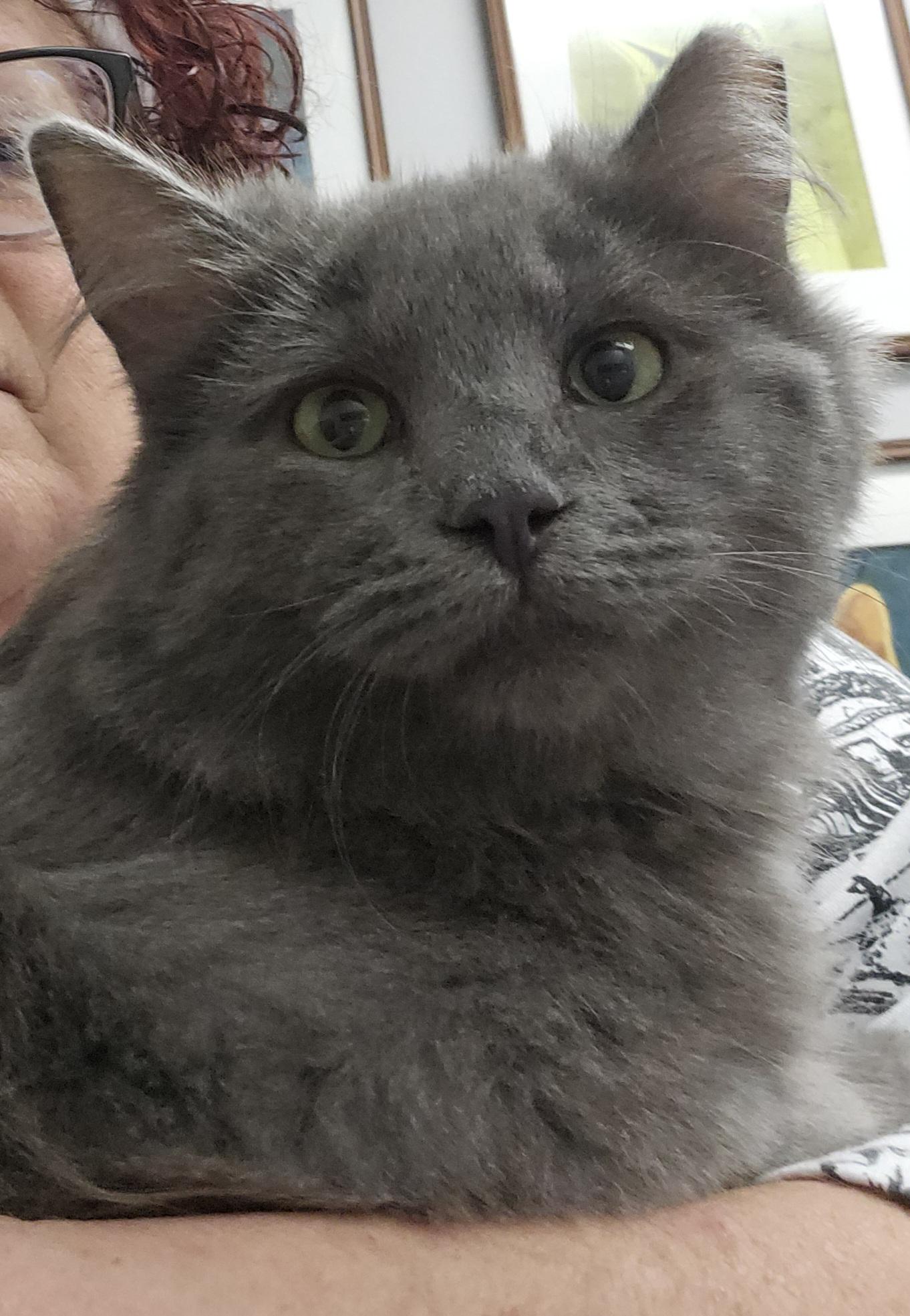 Grey, a ADOPTABLE Domestic Medium Hair in Atlanta, GA image 4/5