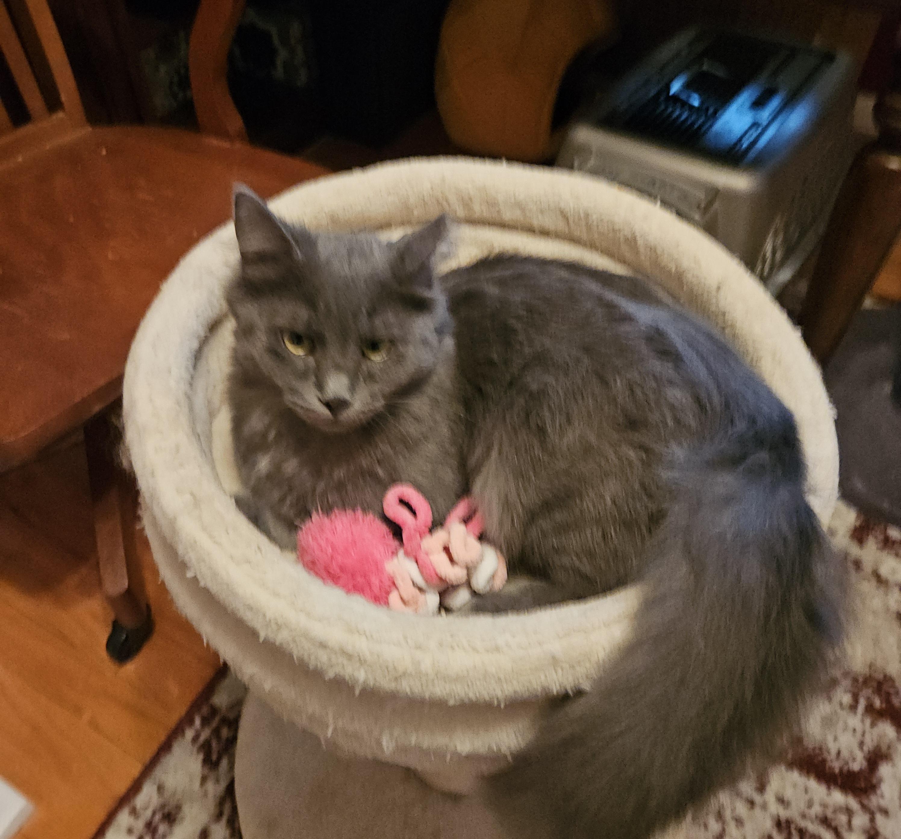 Grey, ADOPTABLE, Kitten Male Domestic Medium Hair.