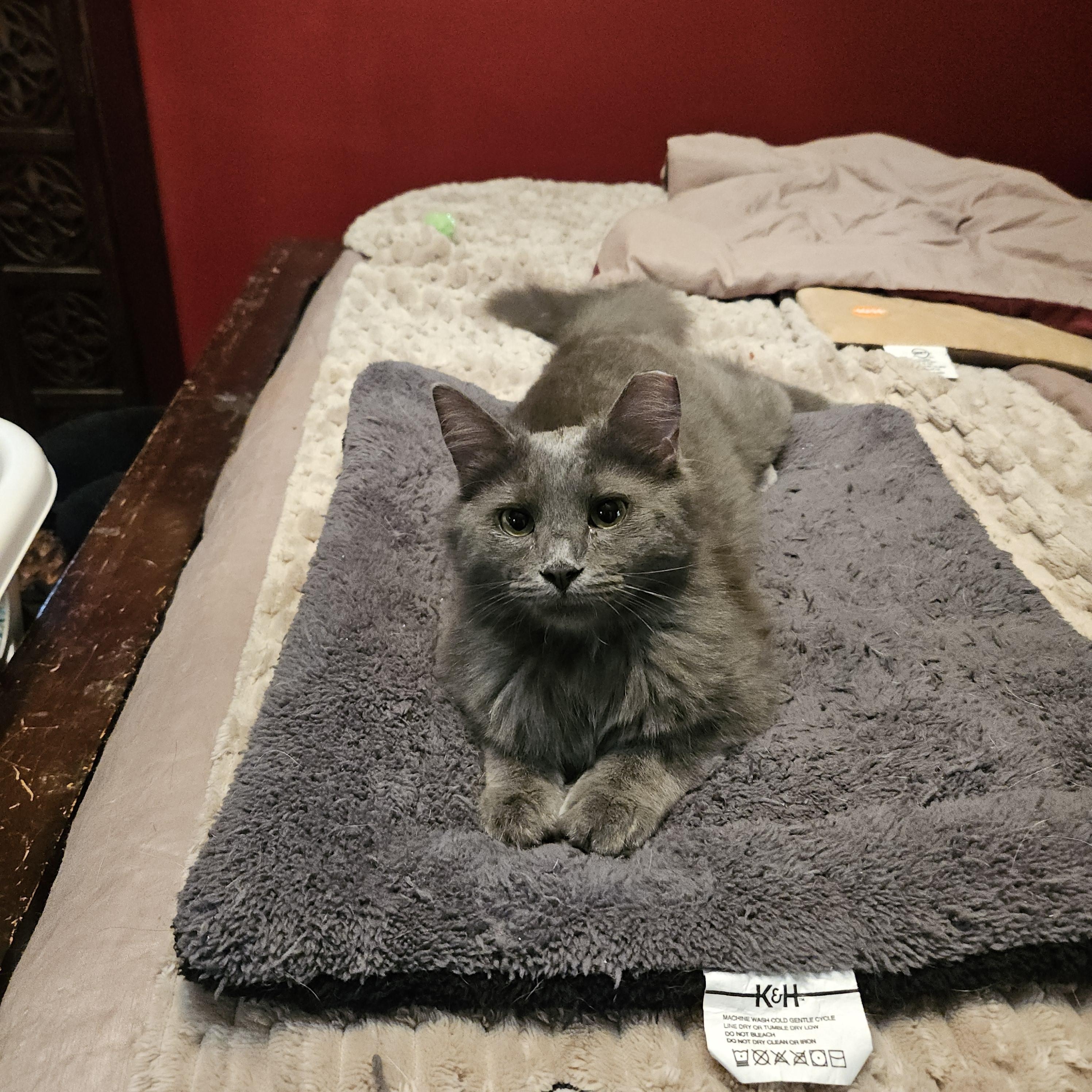 Grey, an adoption pending mixed breed in Atlanta, GA image 3/6