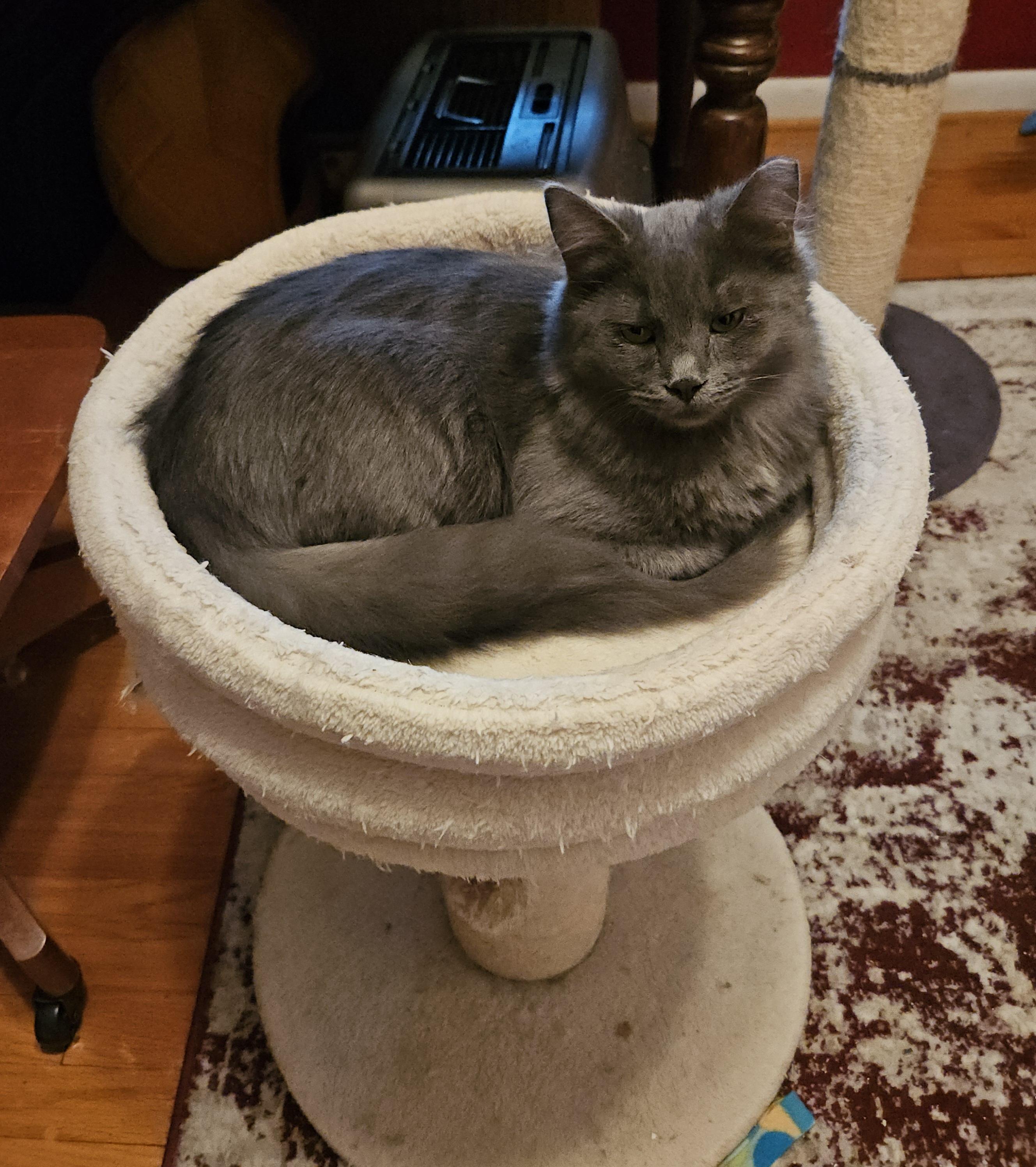 Grey, a ADOPTABLE Domestic Medium Hair in Atlanta, GA image 3/5