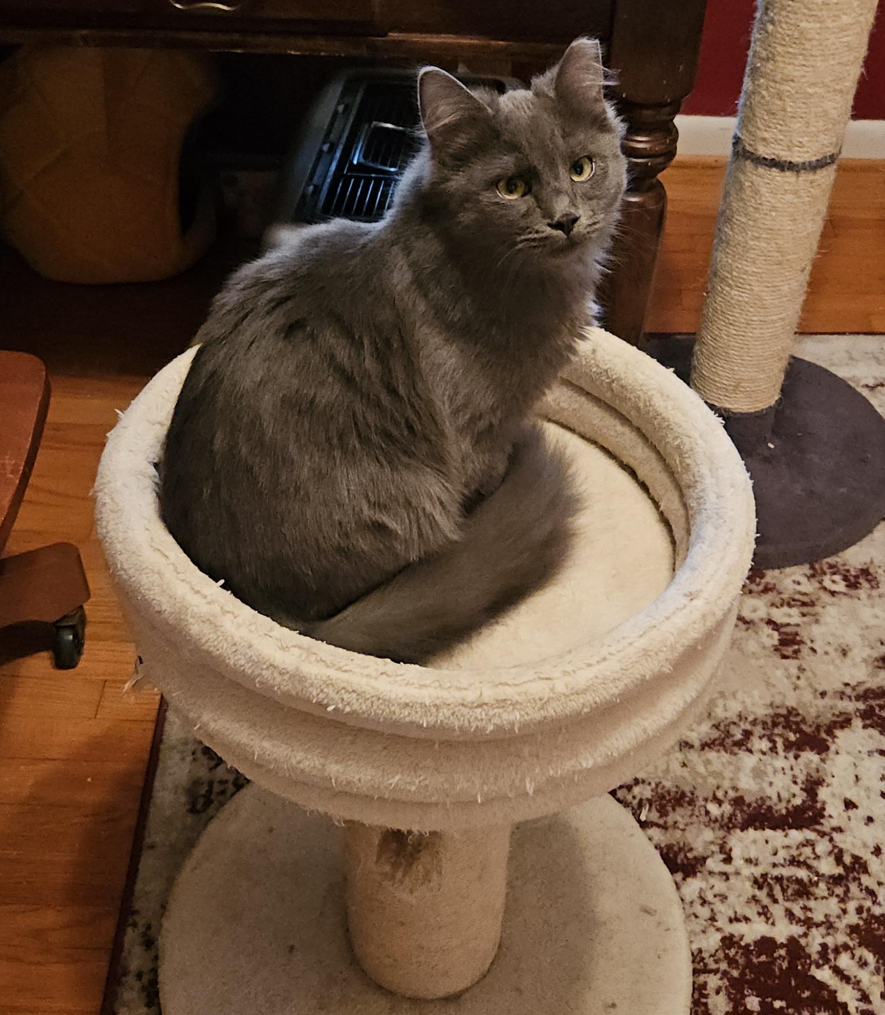 Grey, a ADOPTABLE Domestic Medium Hair in Atlanta, GA image 2/5