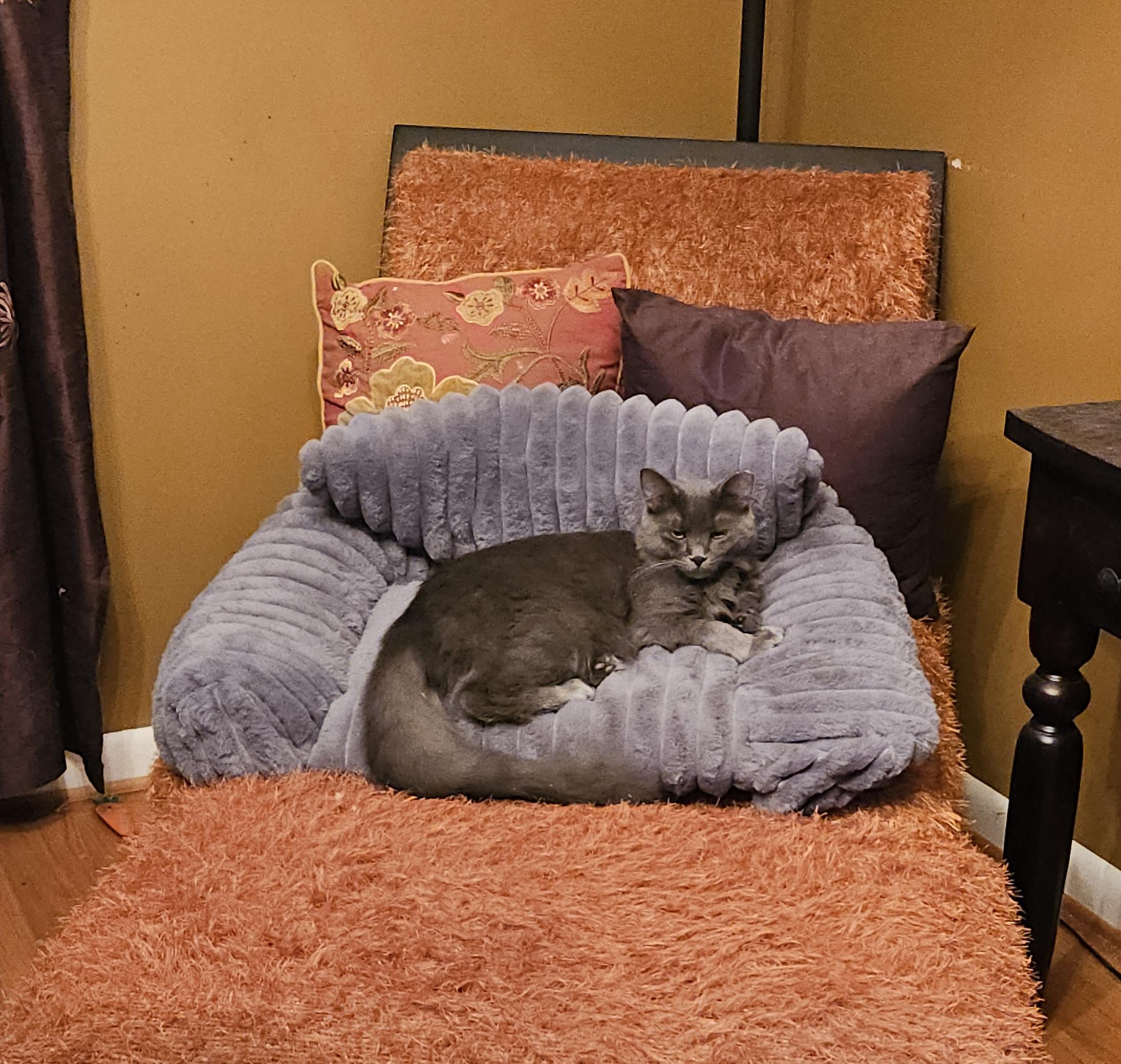 Grey, an adoption pending mixed breed in Atlanta, GA image 4/6