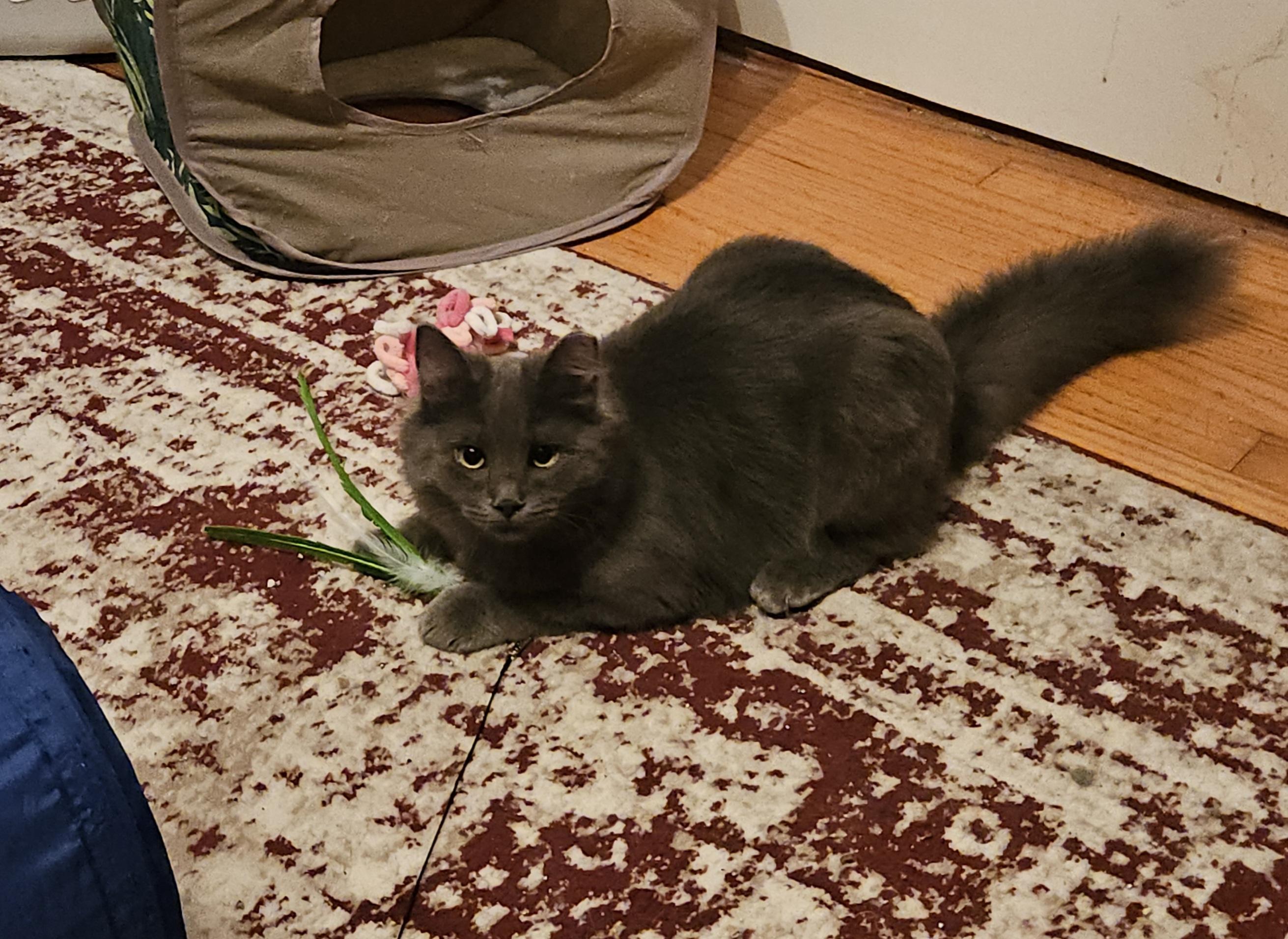 Grey, a ADOPTABLE Domestic Medium Hair in Atlanta, GA image 5/5