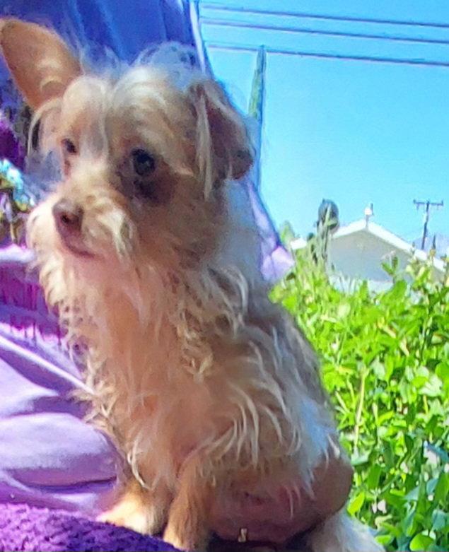 Maddie, Adopted, Adult Female Maltese & Yorkshire Terrier.