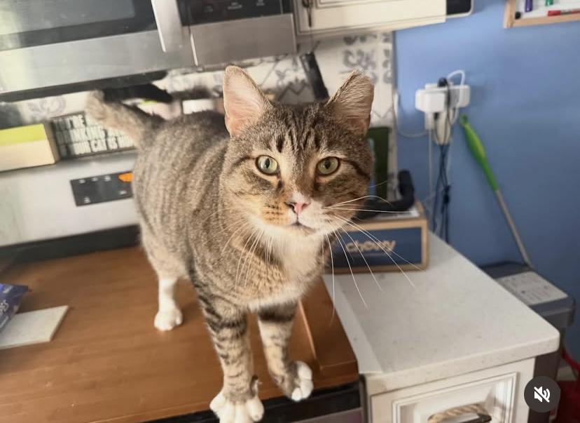 Maximus Tomcat Aurelius , ADOPTABLE, Adult Male Domestic Short Hair.