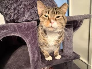 Enlarge Maximus Tomcat Aurelius , a ADOPTABLE Domestic Short Hair in Washington, DC image 1/2