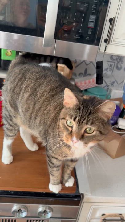 Enlarge Maximus Tomcat Aurelius , a ADOPTABLE Domestic Short Hair in Washington, DC video 2/2