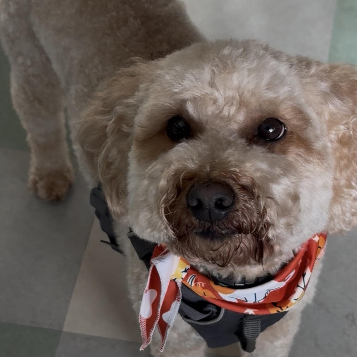 NOODLES-PENNSYLVANIA, adopted, Adult Female Goldendoodle.