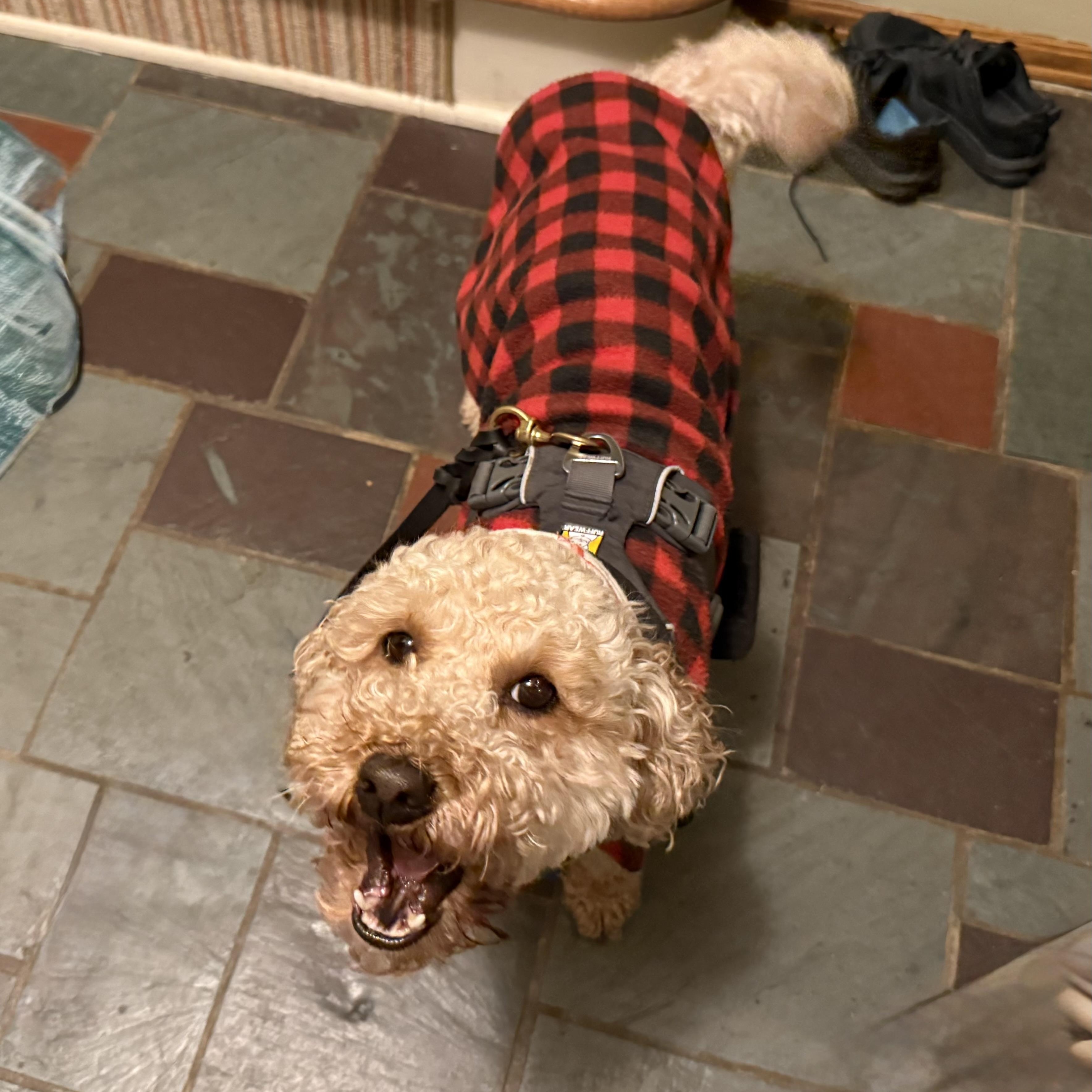 Enlarge NOODLES-PENNSYLVANIA, an adopted Goldendoodle in PITTSBURGH, PA image 2/6