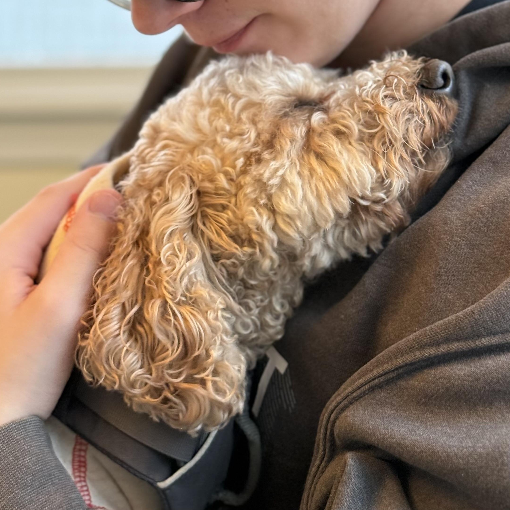 Enlarge NOODLES-PENNSYLVANIA, an adopted Goldendoodle in PITTSBURGH, PA image 3/6