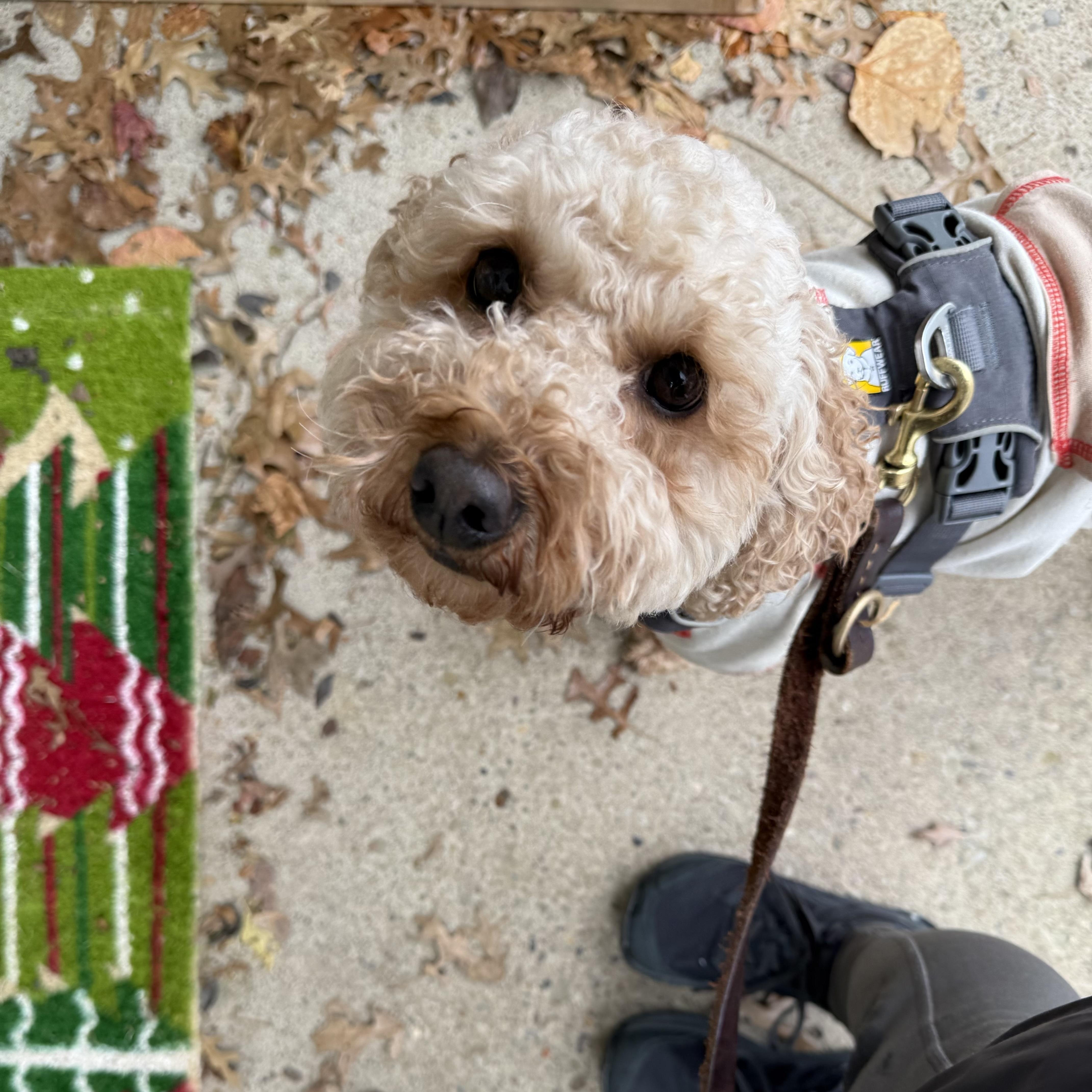 Enlarge NOODLES-PENNSYLVANIA, an adopted Goldendoodle in PITTSBURGH, PA image 5/6
