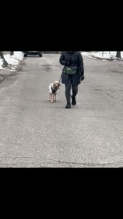 Enlarge NOODLES-PENNSYLVANIA, an adopted Goldendoodle in PITTSBURGH, PA video 6/6