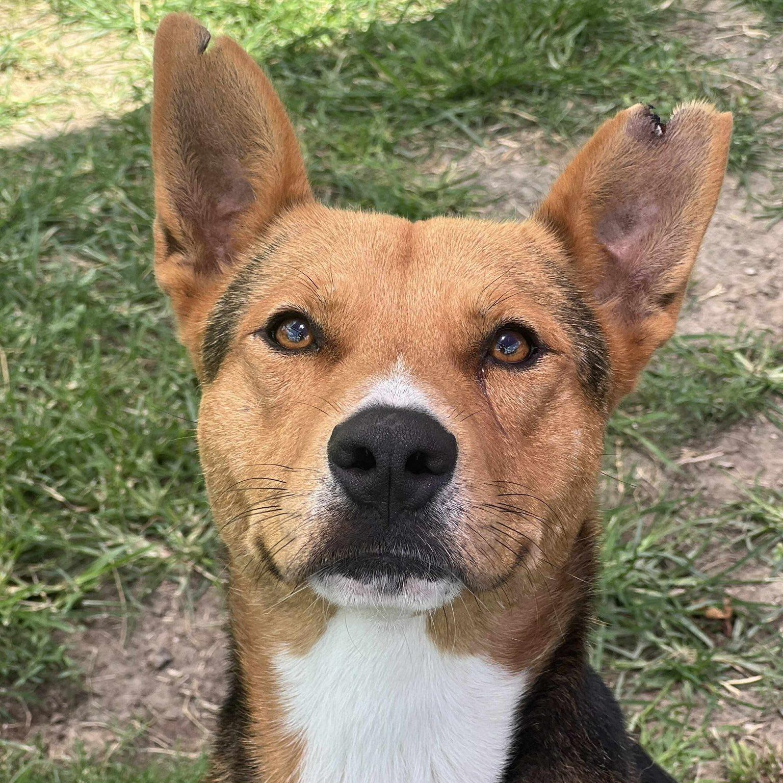 Enlarge TURNER, a Adoptable mixed breed in Weatherford, TX image 5/5