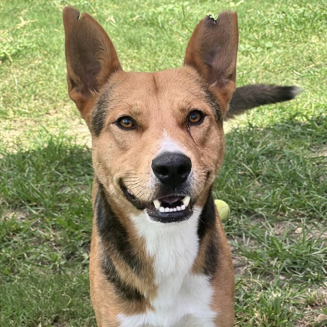 Enlarge TURNER, a Adoptable mixed breed in Weatherford, TX image 1/5