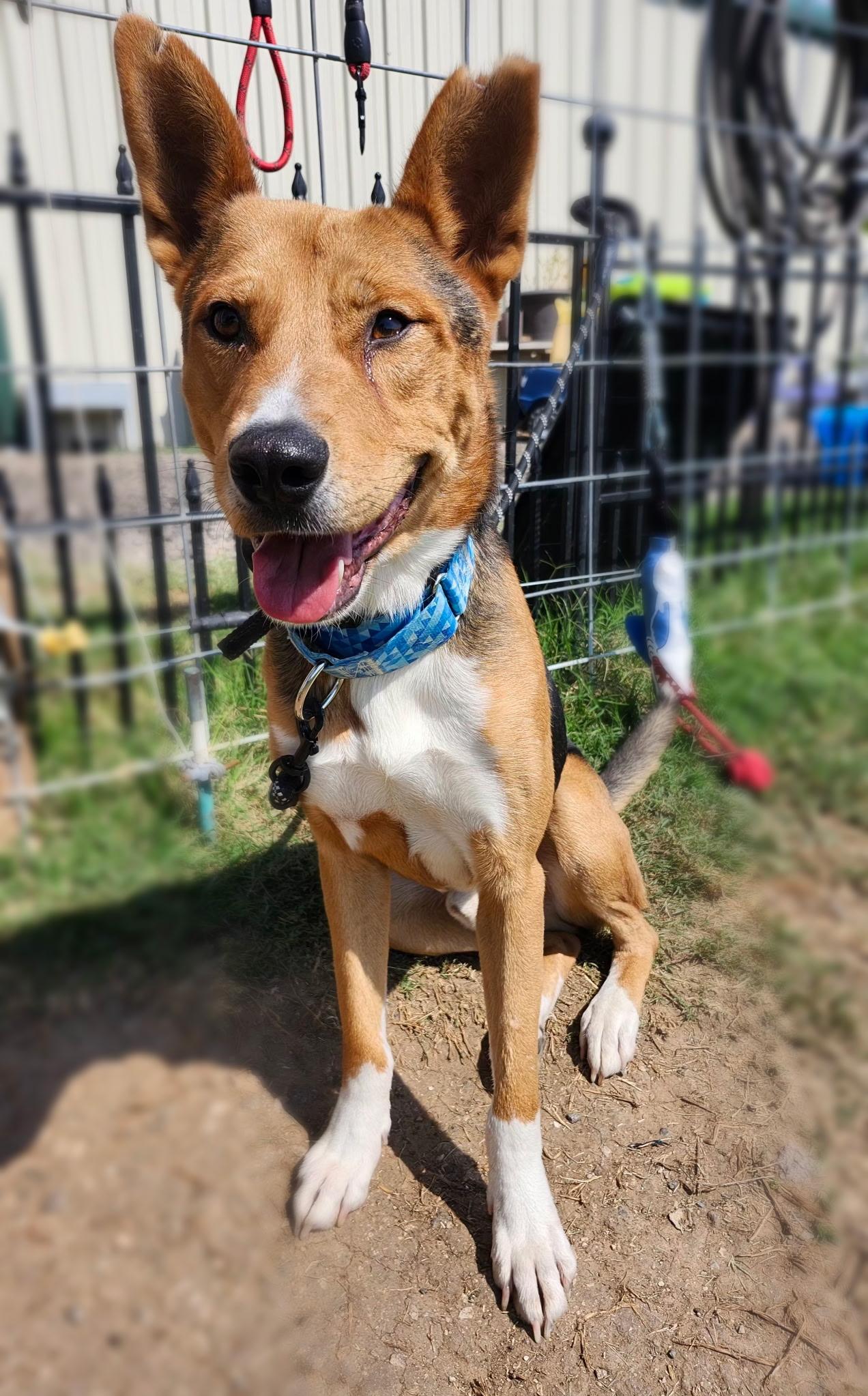 Enlarge TURNER, a Adoptable mixed breed in Weatherford, TX image 2/5