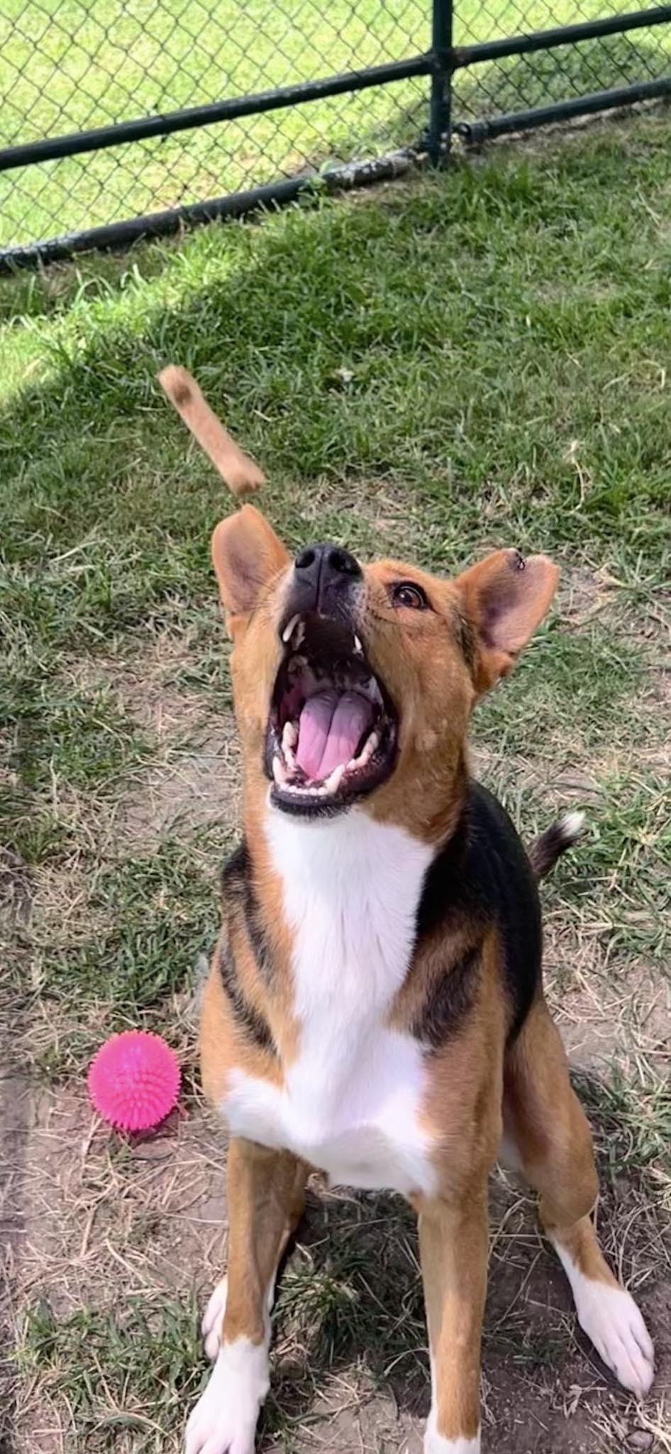 Enlarge TURNER, a Adoptable mixed breed in Weatherford, TX image 3/5