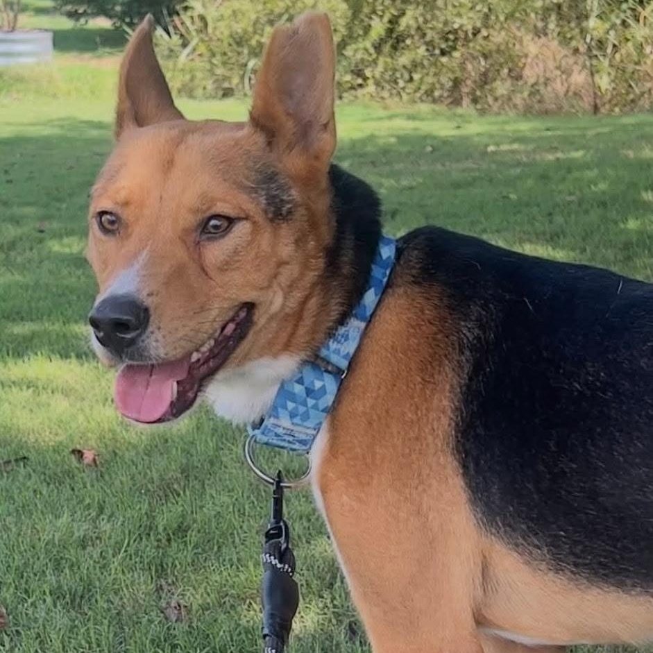 Enlarge TURNER, a Adoptable mixed breed in Weatherford, TX image 4/5