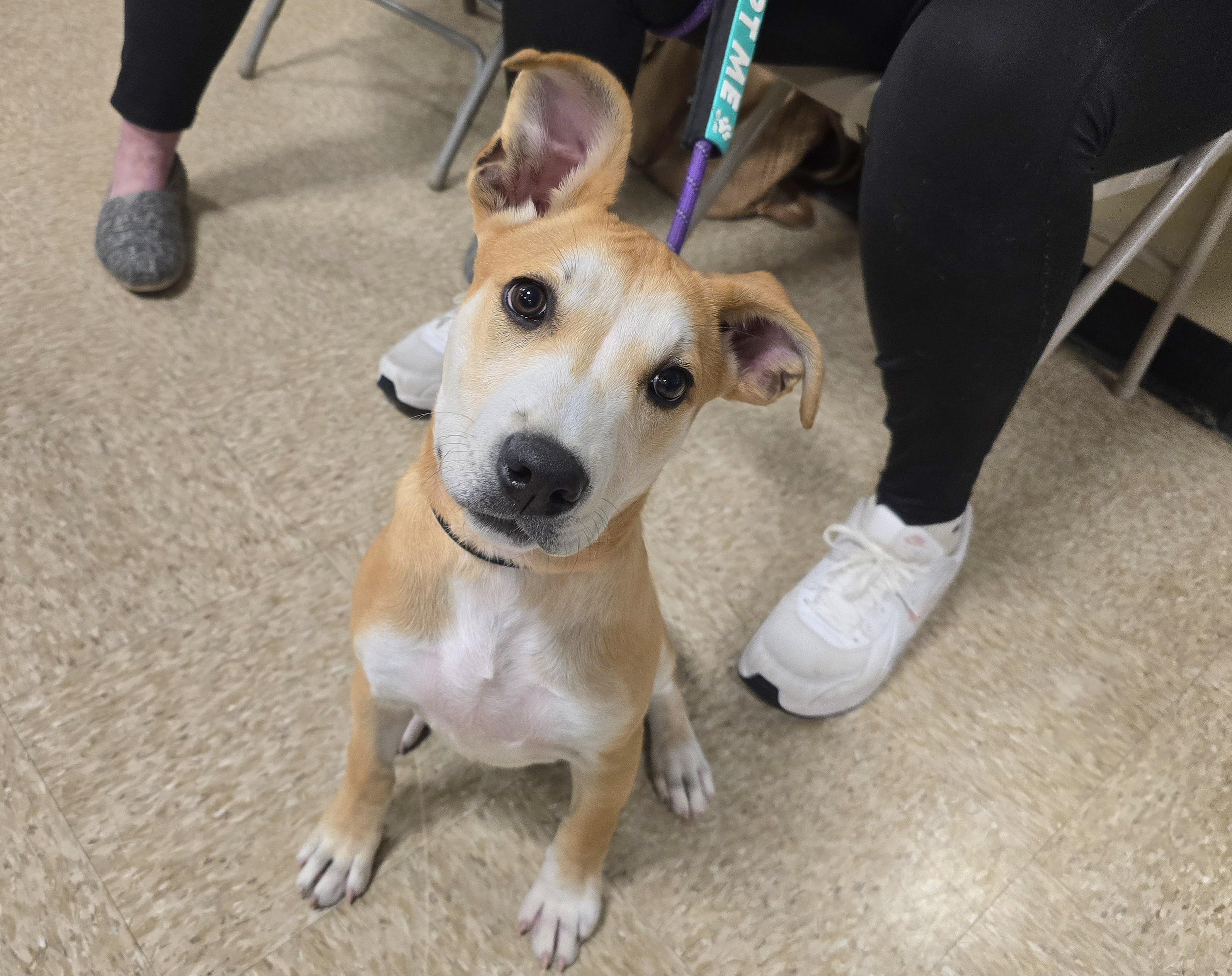 Ms. Piggy thumbnail 5