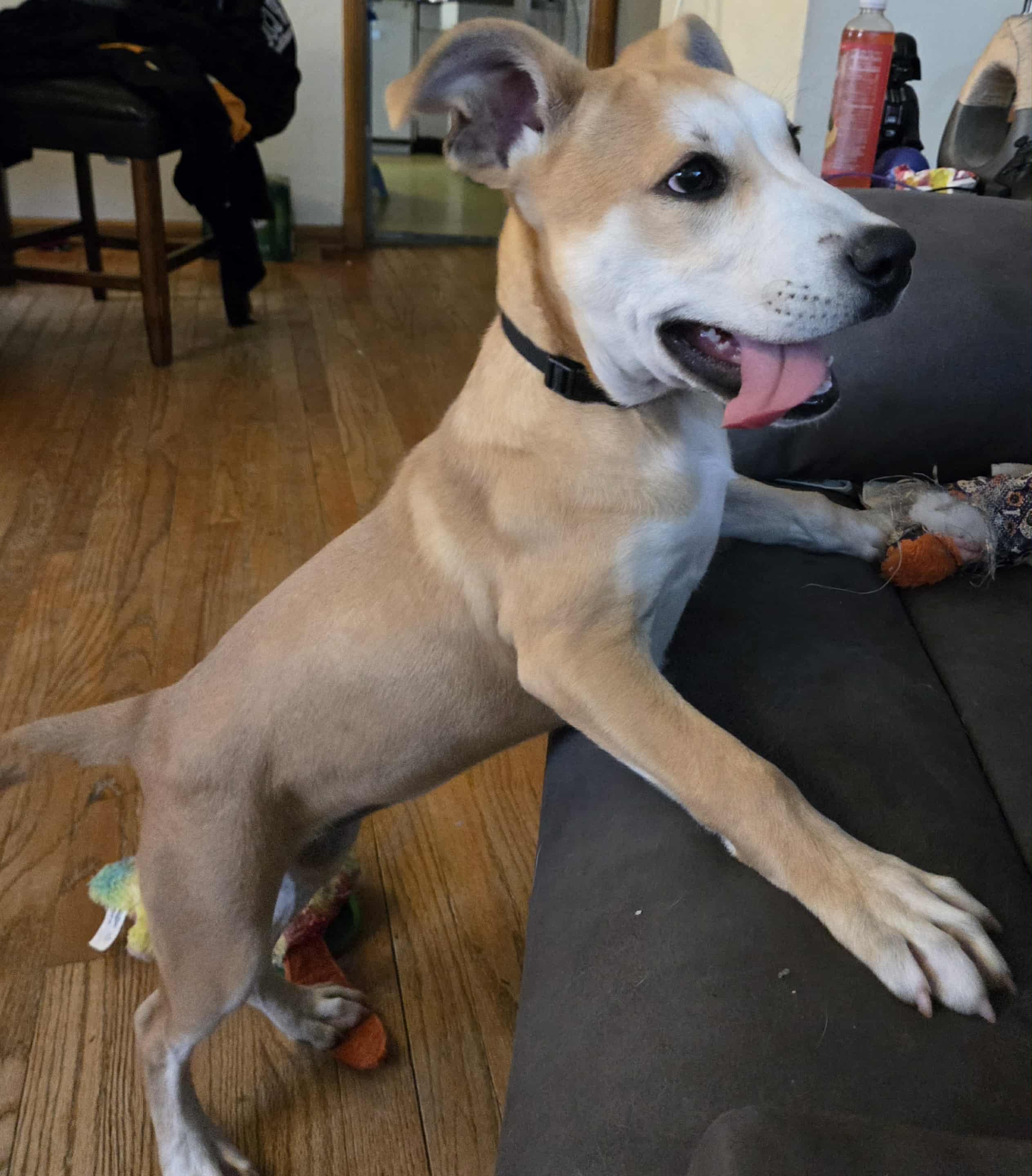 Ms. Piggy thumbnail 4