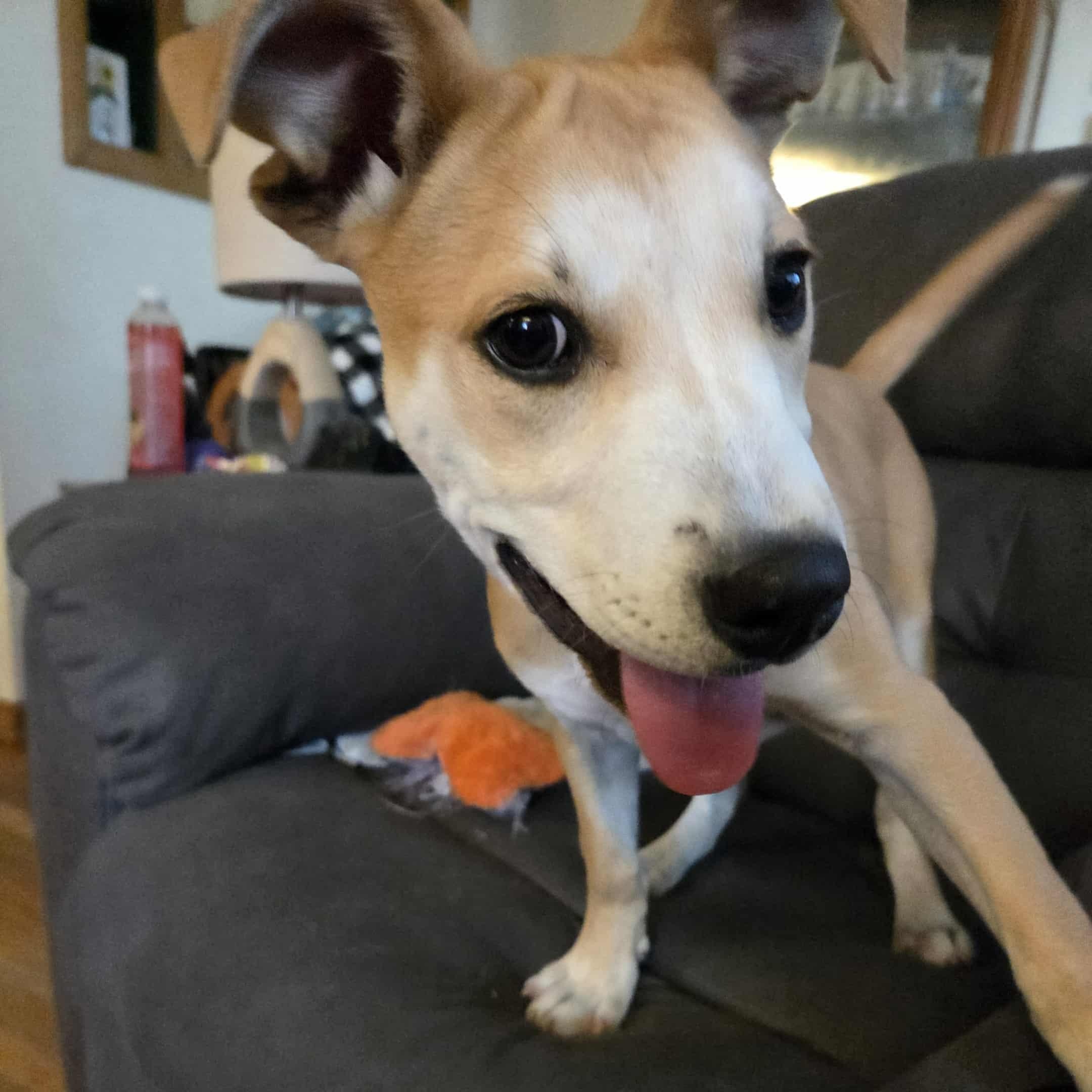 Ms. Piggy thumbnail 3