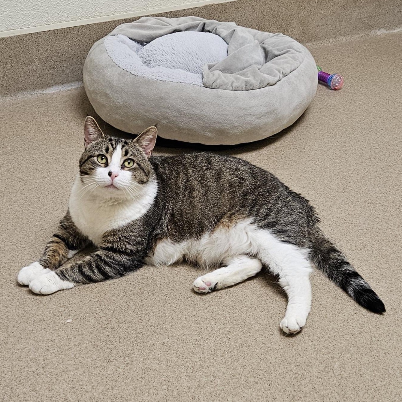Pistachio (FIV) 1