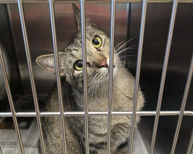 TYSON, Adoptable, Young Male Domestic Short Hair.