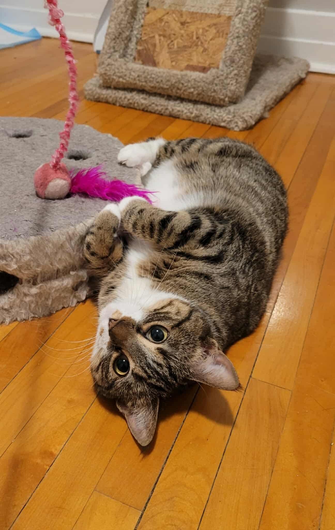 Enlarge Queen, a ADOPTABLE Domestic Short Hair in Winnipeg, MB image 3/3