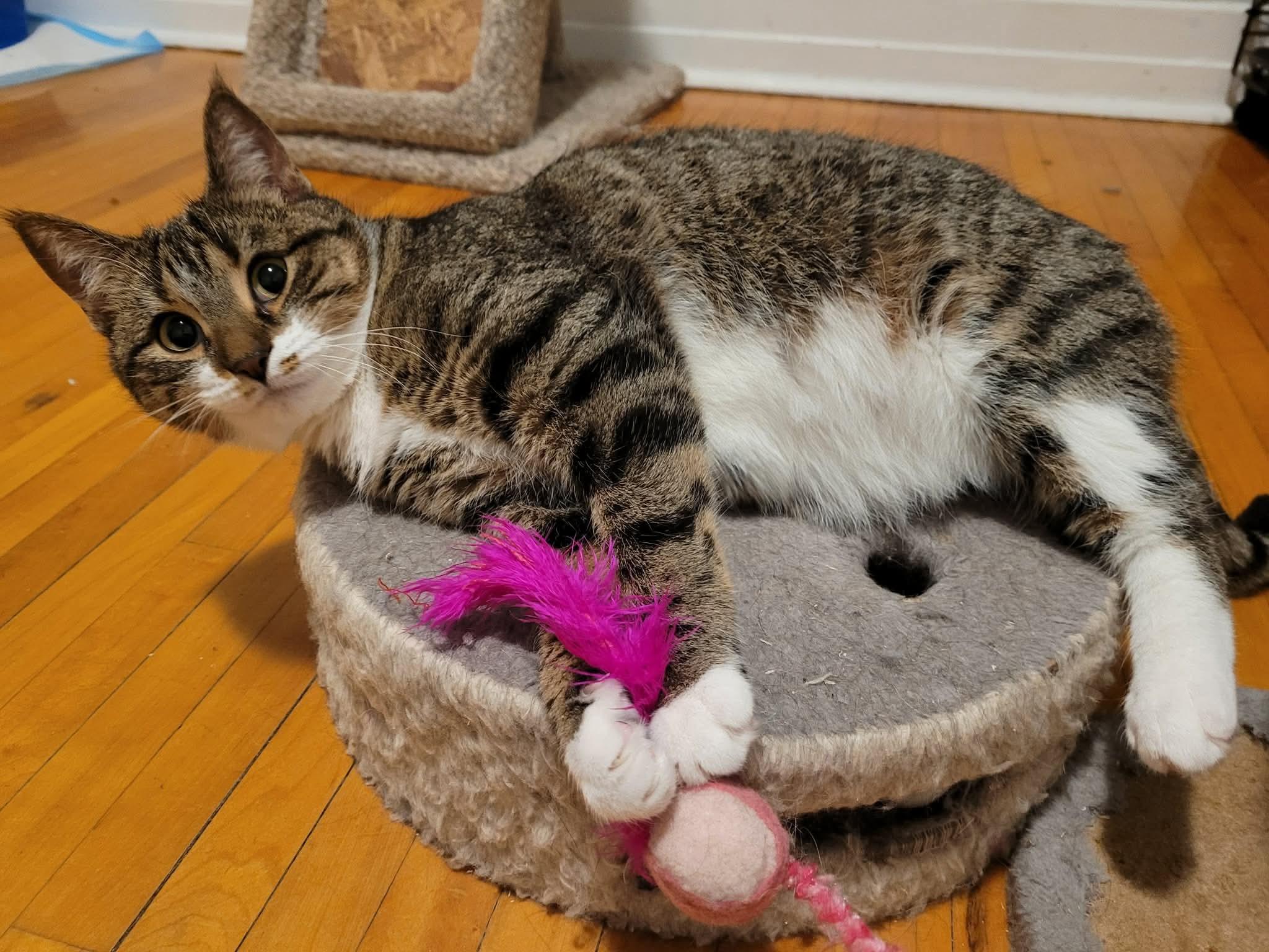 Queen, ADOPTABLE, Adult Female Domestic Short Hair.