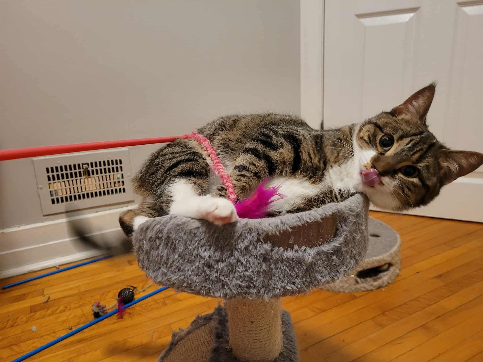 Enlarge Queen, a ADOPTABLE Domestic Short Hair in Winnipeg, MB image 2/3