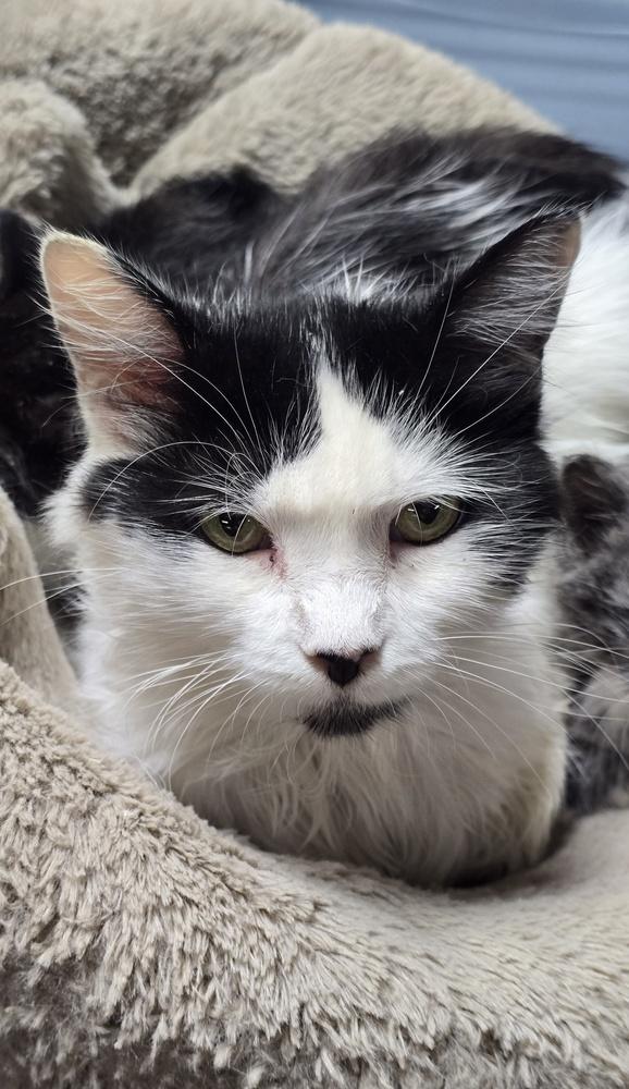 Whiskers thumbnail 3